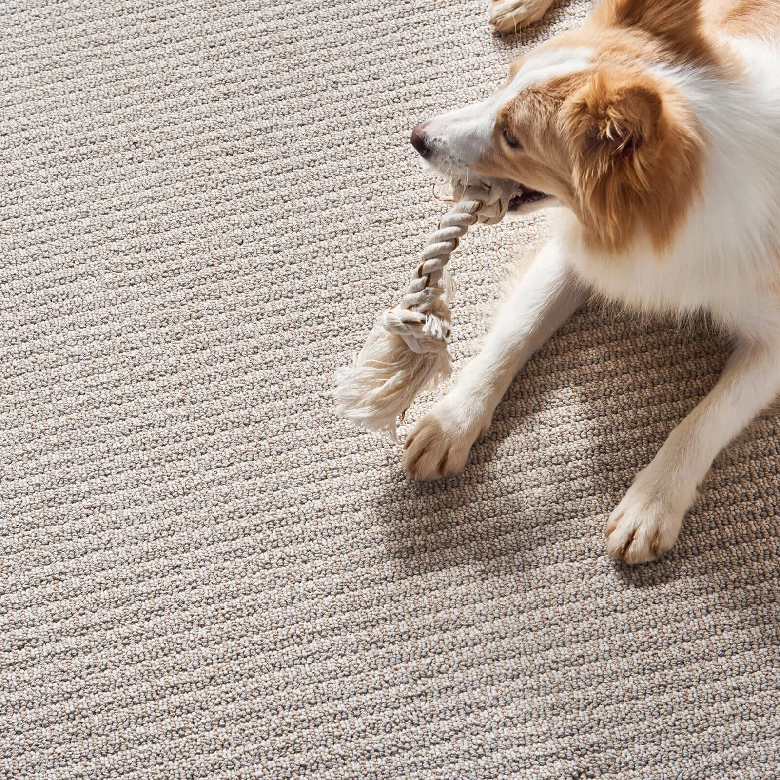AbbeysRoad ZZ013 00250 FairyWings Wide2 H 1600x1600 square square - Roberts Carpet & Fine Floors