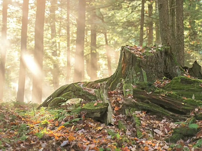 Karastan WorthingtonOak 00817 - Roberts Carpet & Fine Floors